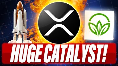 TEUCRIUM REVEALS BIGGEST CATALYST FOR XRP - WOLF OF ALL STREETS SAID XRP IS NOT A SCAM